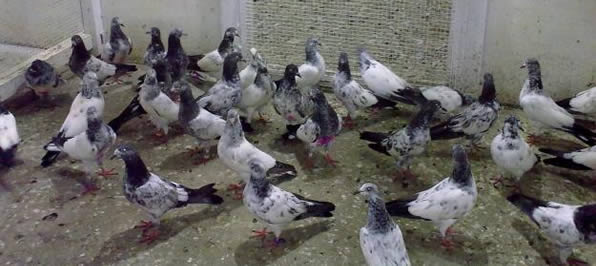 Pigeon & Bird Control